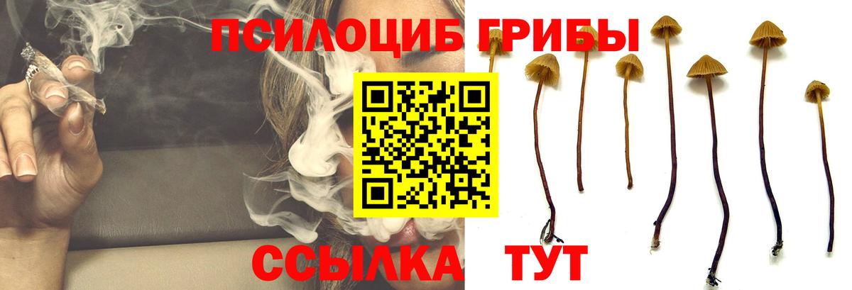 Псилоцибиновые грибы Cubensis Котельники